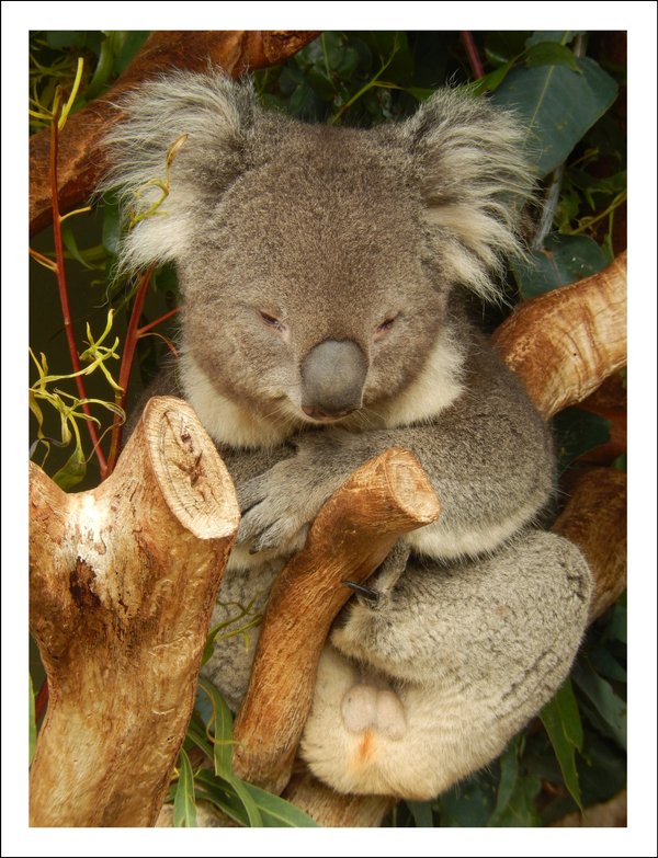 Kuscheliger Koala - Classic Edition