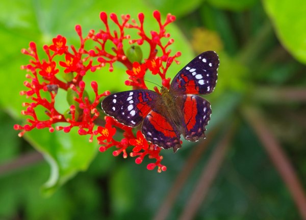 Farbenfroher Schmetterling
