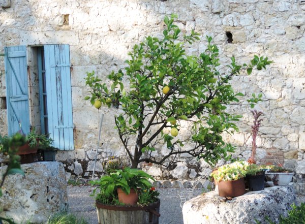 Zitronenbaum in Südfrankreich